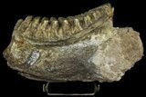 Fossil Stegodon Mandible with Molar - Indonesia #156724-3
